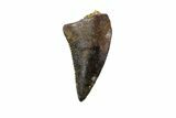Raptor Tooth (Acheroraptor?) - South Dakota #82144-1